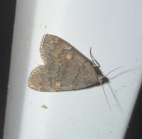 Idia aemula