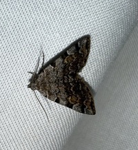 Idia americalis