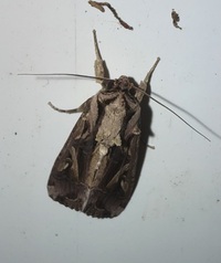 Spodoptera dolichos