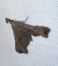 Palthis asopialis