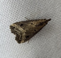 Hypenopsis calusa