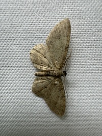 Glenoides texanaria