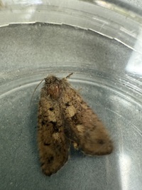 Acrolophus mora