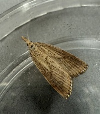 Agriphila ruricolellus