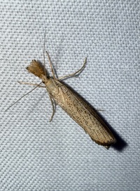 Agriphila ruricolellus