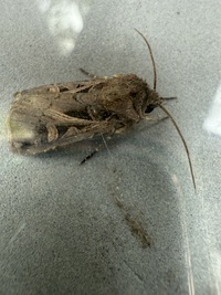Feltia herilis