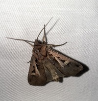 Feltia herilis