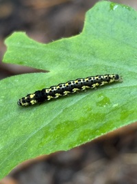 Ethmia zelleriella