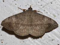 Anticarsia gemmatalis
