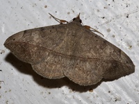 Anticarsia gemmatalis