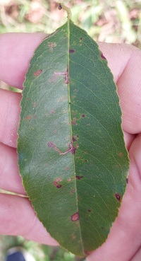 Bucculatrix pomifoliella