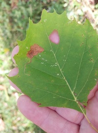 Ectoedemia clemensella