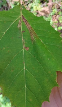 Ectoedemia clemensella