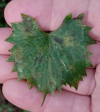 Phyllocnistis vitegenella