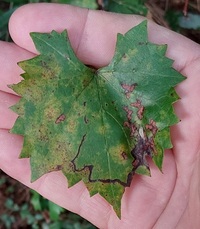 Phyllocnistis vitifoliella