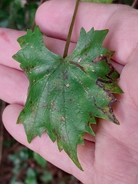 Phyllocnistis vitifoliella