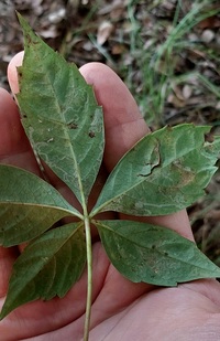 Phyllocnistis ampelopsiella