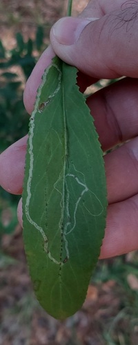 Phyllocnistis insignis
