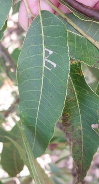 Stigmella caryaefoliella