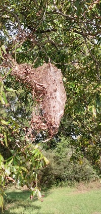 Hyphantria cunea