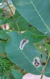 Cameraria caryaefoliella