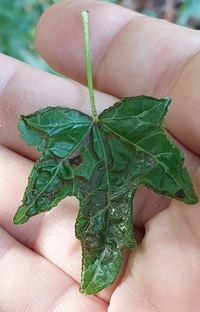 Phyllocnistis liquidambarisella