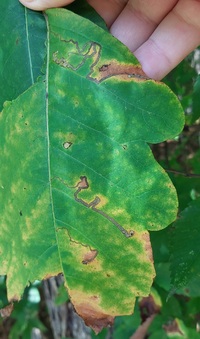 Stigmella rhoifoliella