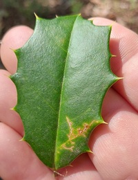 Rhopobota finitimana