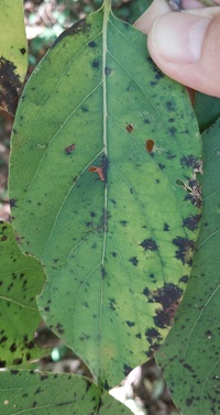 Coptodisca diospyriella