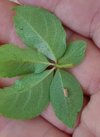 Phyllocnistis ampelopsiella