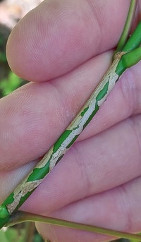 Marmara new species 4 - on Acer negundo