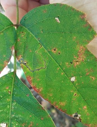 Stigmella rhoifoliella