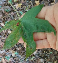Phyllocnistis liquidambarisella