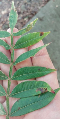 Stigmella intermedia