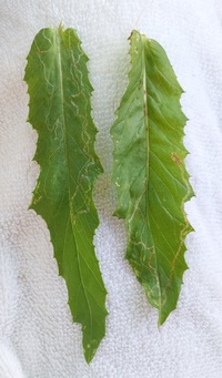 Phyllocnistis insignis