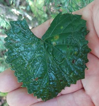Phyllocnistis vitegenella