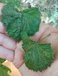 Phyllocnistis vitifoliella