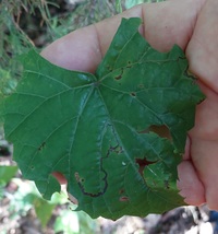 Phyllocnistis vitifoliella