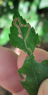 Stigmella apicialbella