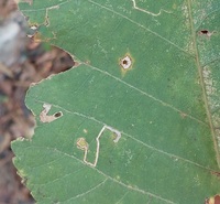 Coptodisca lucifluella