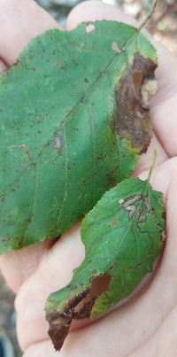 Stigmella unidentified species