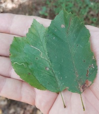 Stigmella unidentified species