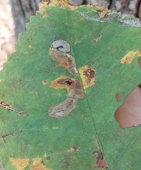 Cameraria caryaefoliella