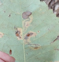 Cameraria caryaefoliella