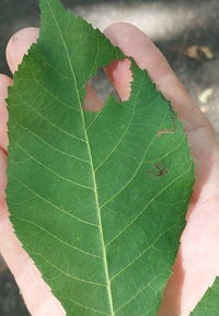 Stigmella new species 2