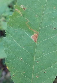 Stigmella new species 2