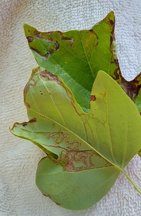Phyllocnistis liriodendronella