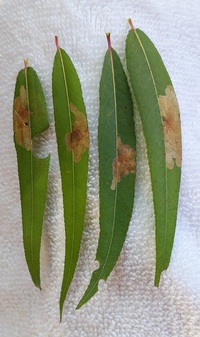 Micrurapteryx salicifoliella