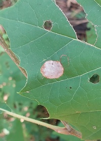 Ectoedemia platanella