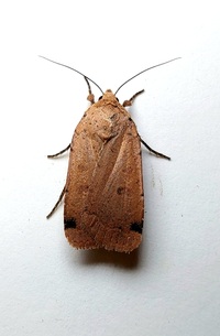Noctua pronuba